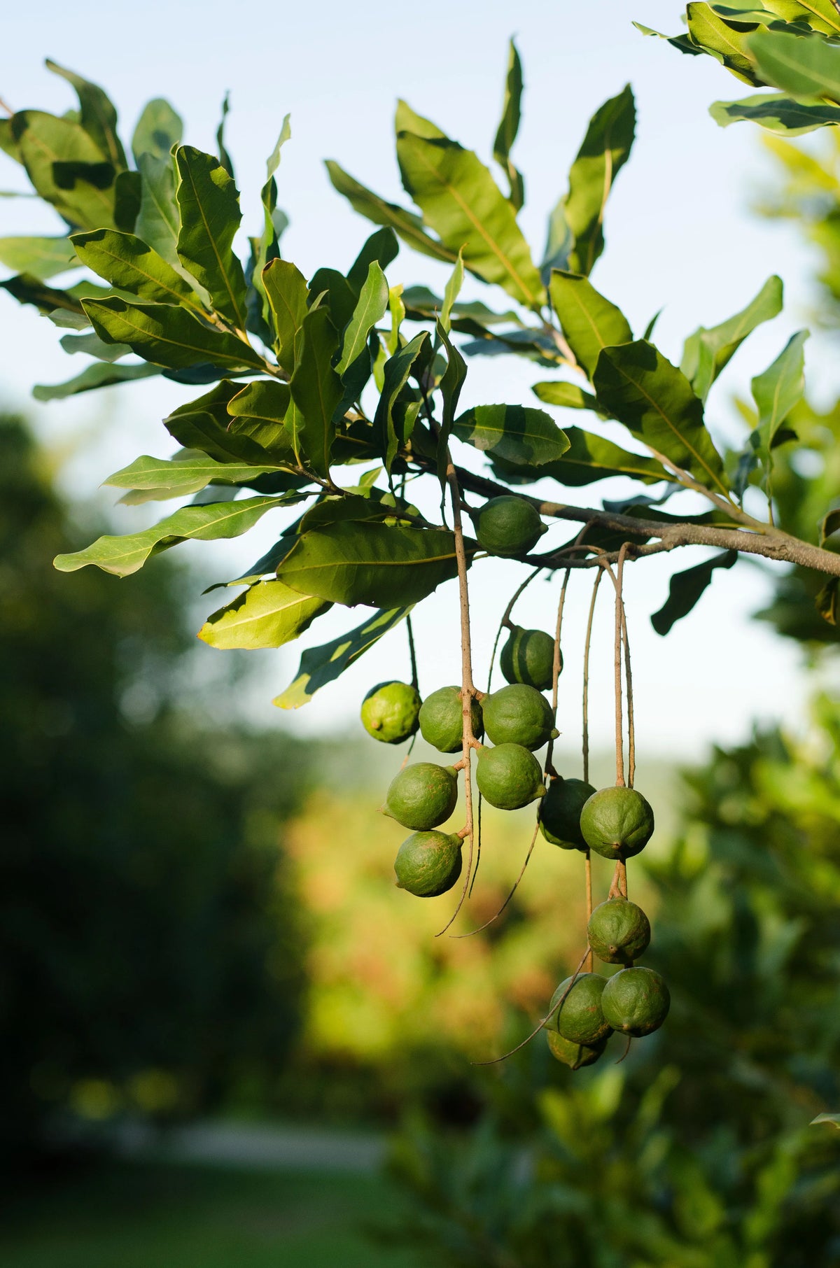 Macadamia nuts growing on the branch of a macadamia tree in South Africa